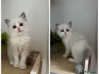 Ragdoll cats 2Left 🩷 ! Pure Bicolour ragdoll Kittens - Advert 6