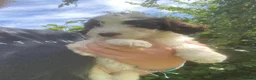 Cockapoo dogs for sale: 6 adorable super friendly cockapoo puppies in Honiton - Advert 4