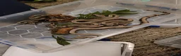 Boa Snake reptiles for sale: Baby boa constrictors for loving homes - Advert 6