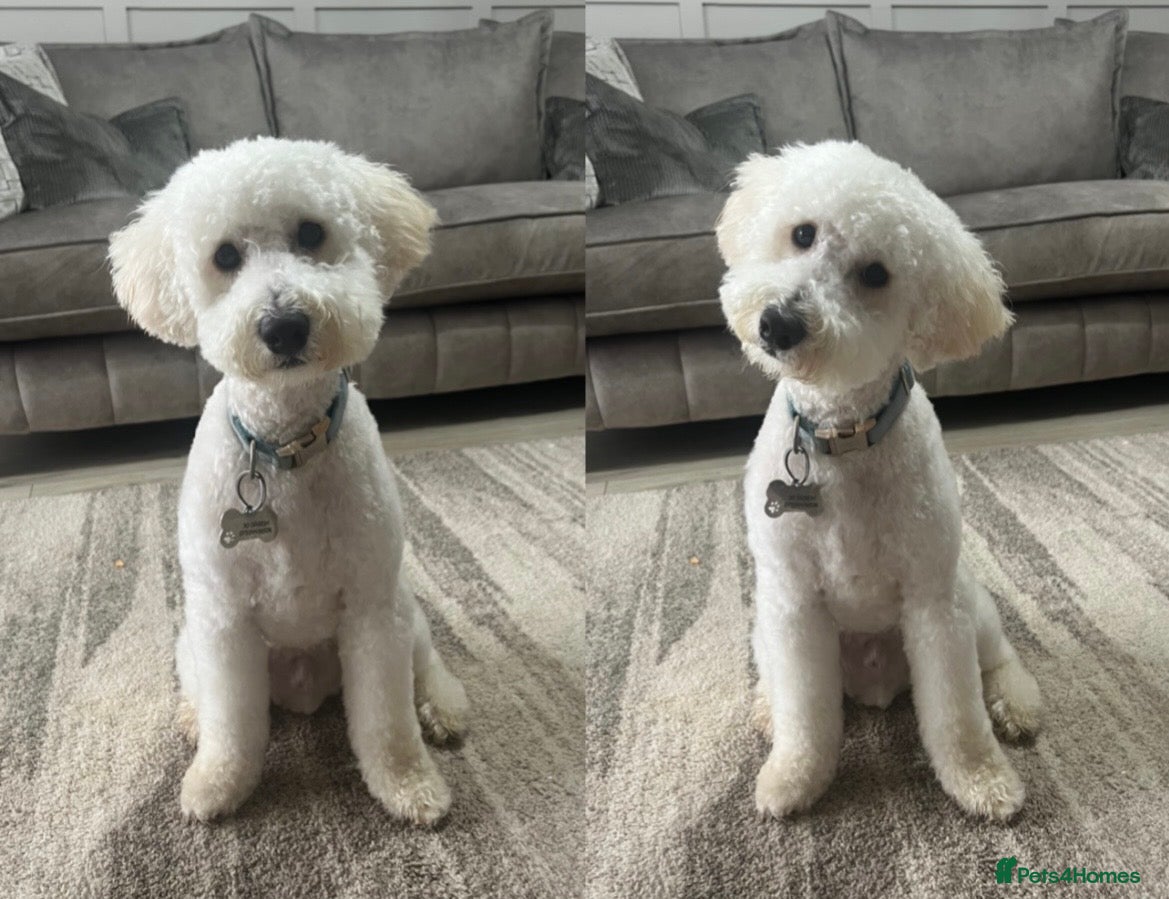 Cockapoo dogs 9 month old cockapoo  - Advert 1