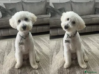 Cockapoo dogs 9 month old cockapoo - Advert 1