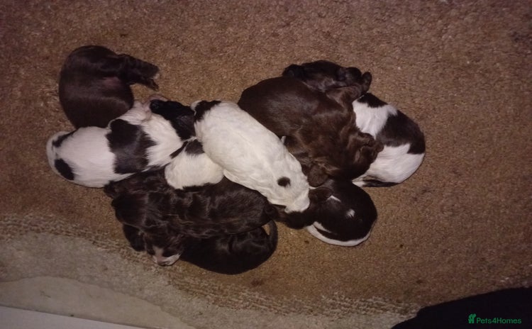 Cocker Spaniel dogs - Advert 1