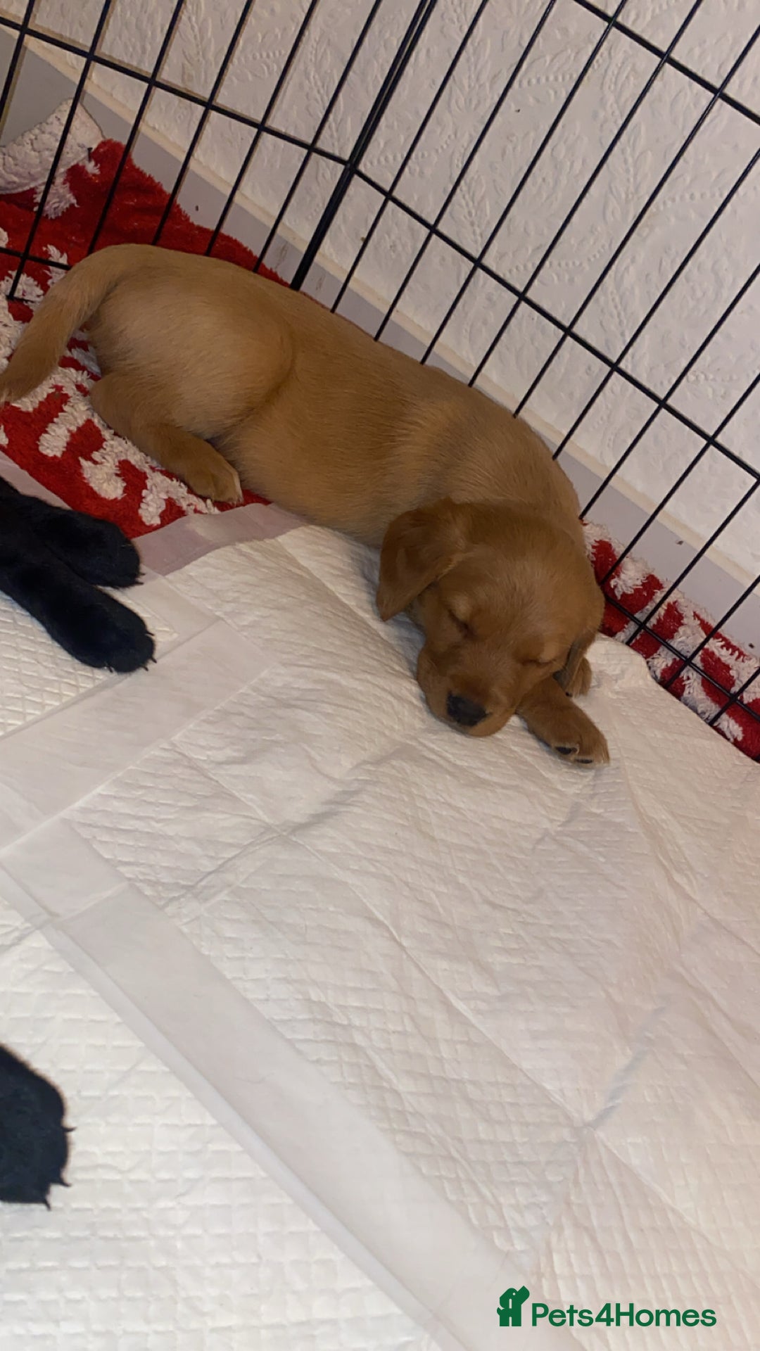 Springador dogs for sale: Labrador puppies - Advert 37