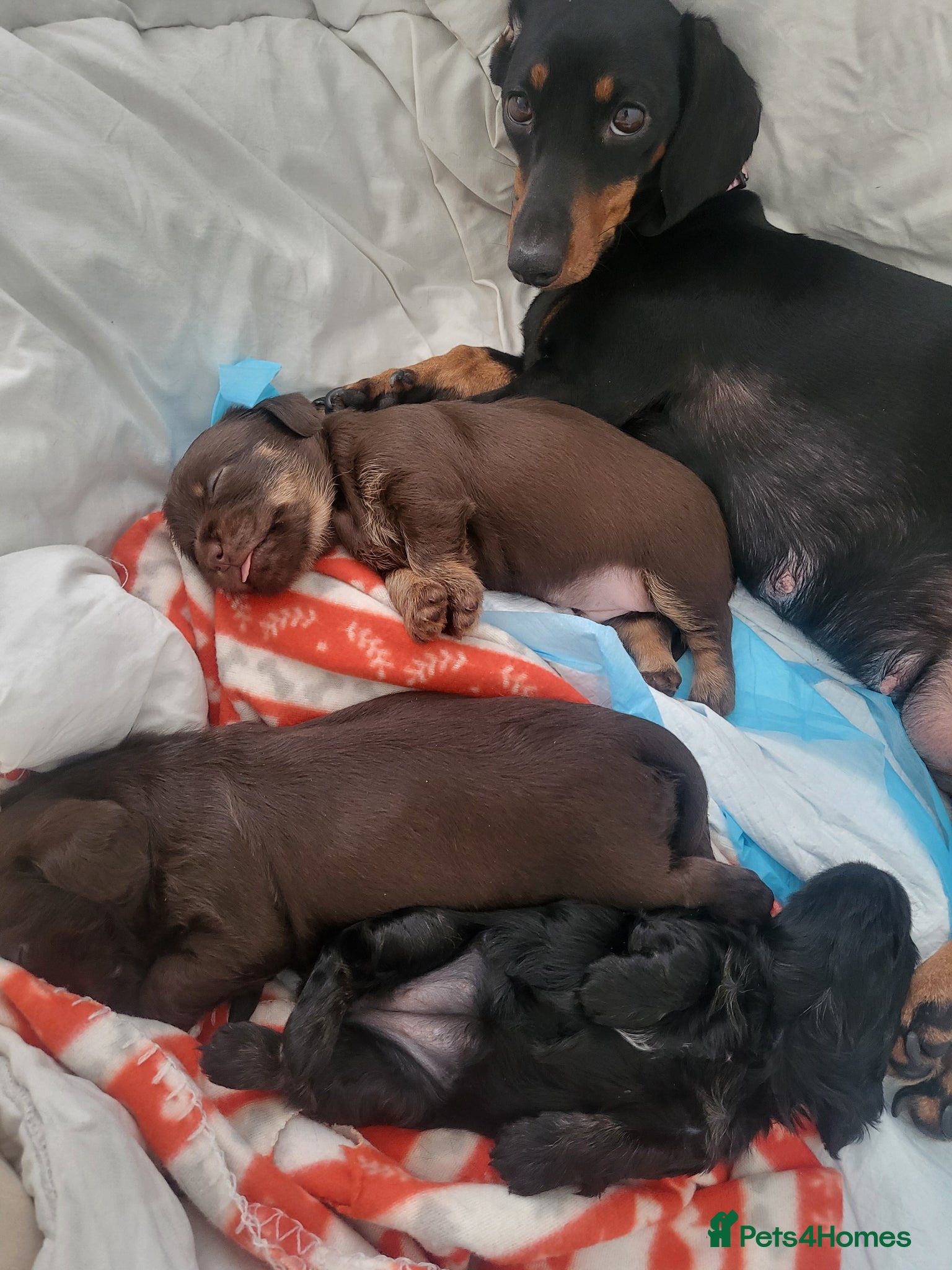 Mixed Breed dogs for sale: 🐾🐾 BEAUTIFUL DACHSHUND/SHI-POO PUPPIES . in Bridgend - Advert 6