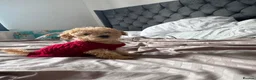 Toy Poodle dogs for sale: Beautiful Toy Poodle Puppies – Loving Homes Wanted - Advert 11