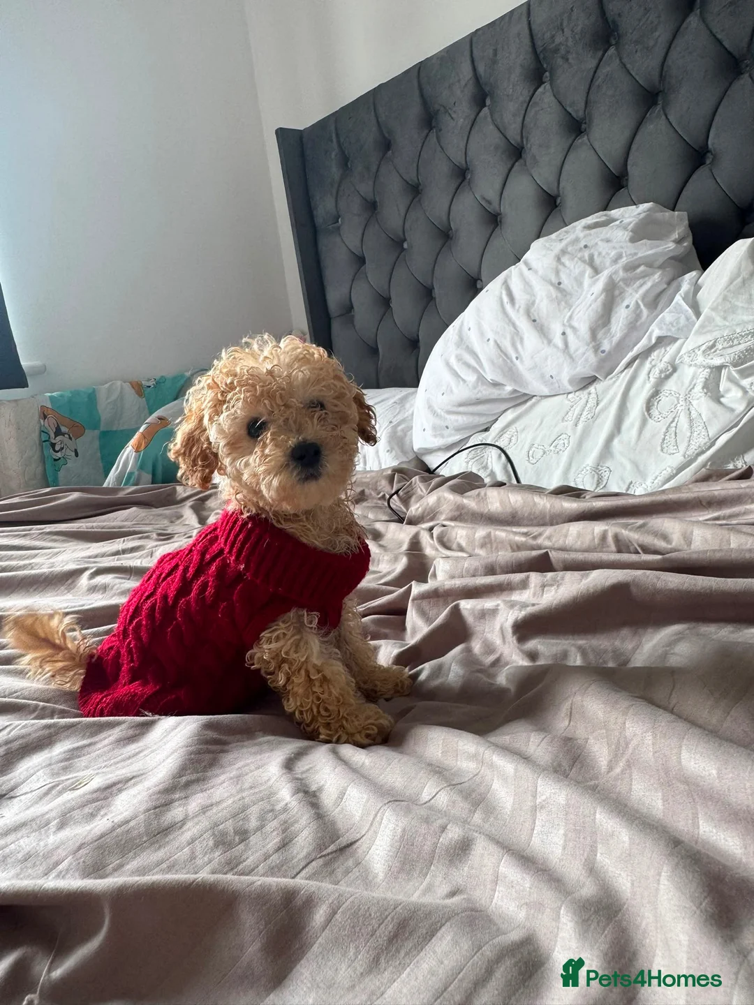 Toy Poodle dogs for sale: Beautiful Toy Poodle Puppies – Loving Homes Wanted - Advert 11