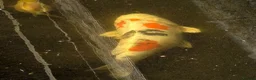 Koi Carp fish for sale: 3 Stunning Koi carp  - Advert 15