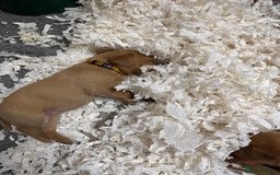 Labrador Retriever dogs for sale: KC Reg Health Tested Fox Reds Working Lines 4 Gen - Image 4