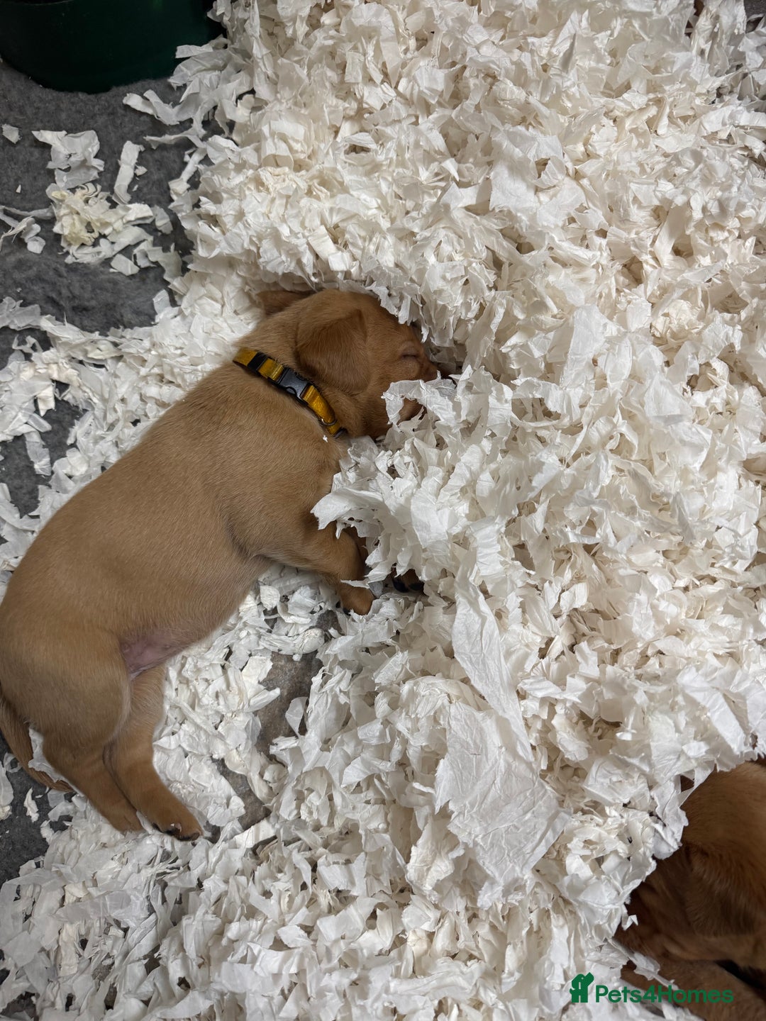 Labrador Retriever dogs for sale: KC Reg Health Tested Fox Reds Working Lines 4 Gen - Image 4