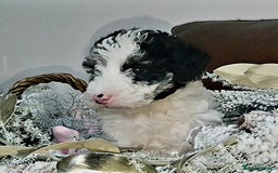 Mixed Breed dogs for sale: STUNNING FOODLE PUPPIES - Advert 17