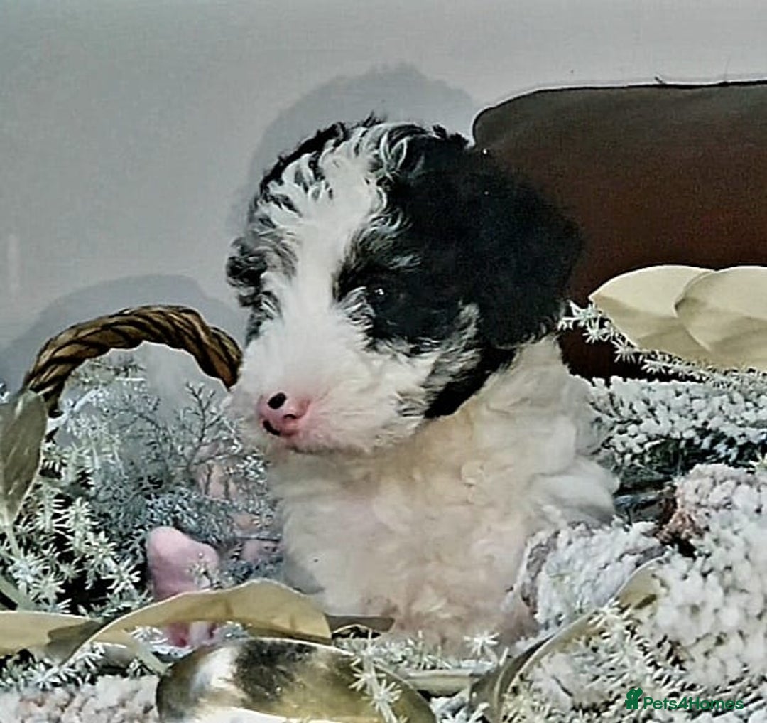 Mixed Breed dogs for sale: STUNNING FOODLE PUPPIES - Advert 17