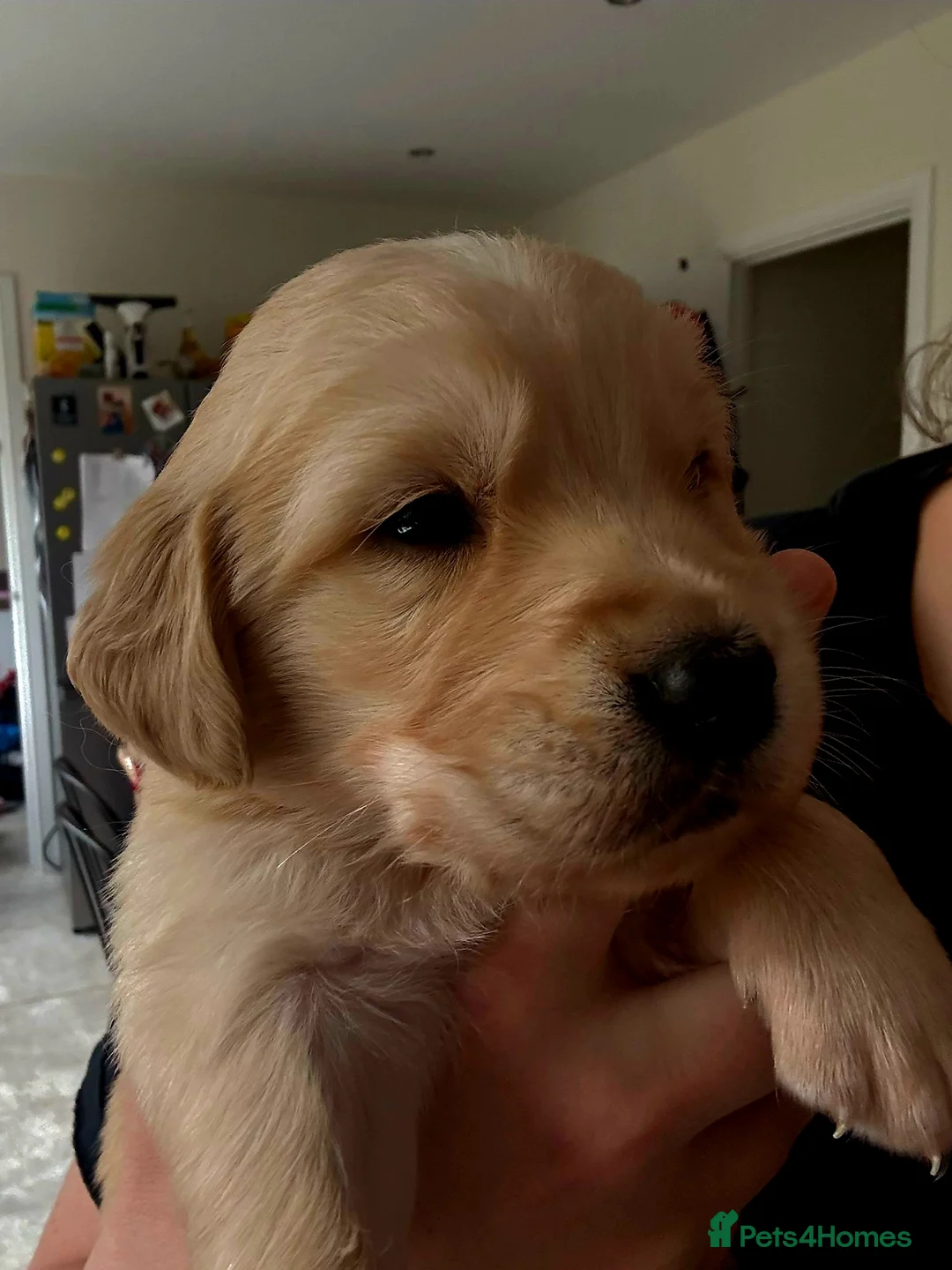 Golden Retriever dogs for stud: Beautiful Golden Retriever available for Stud in Wrexham - Advert 8