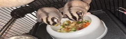 Sugar Glider rodents for sale: 2 female sugar glders in South Ockendon - Advert 29