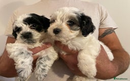 Mixed Breed dogs for sale: Cockapoo x Maltese (Maltipoo) - Image 11