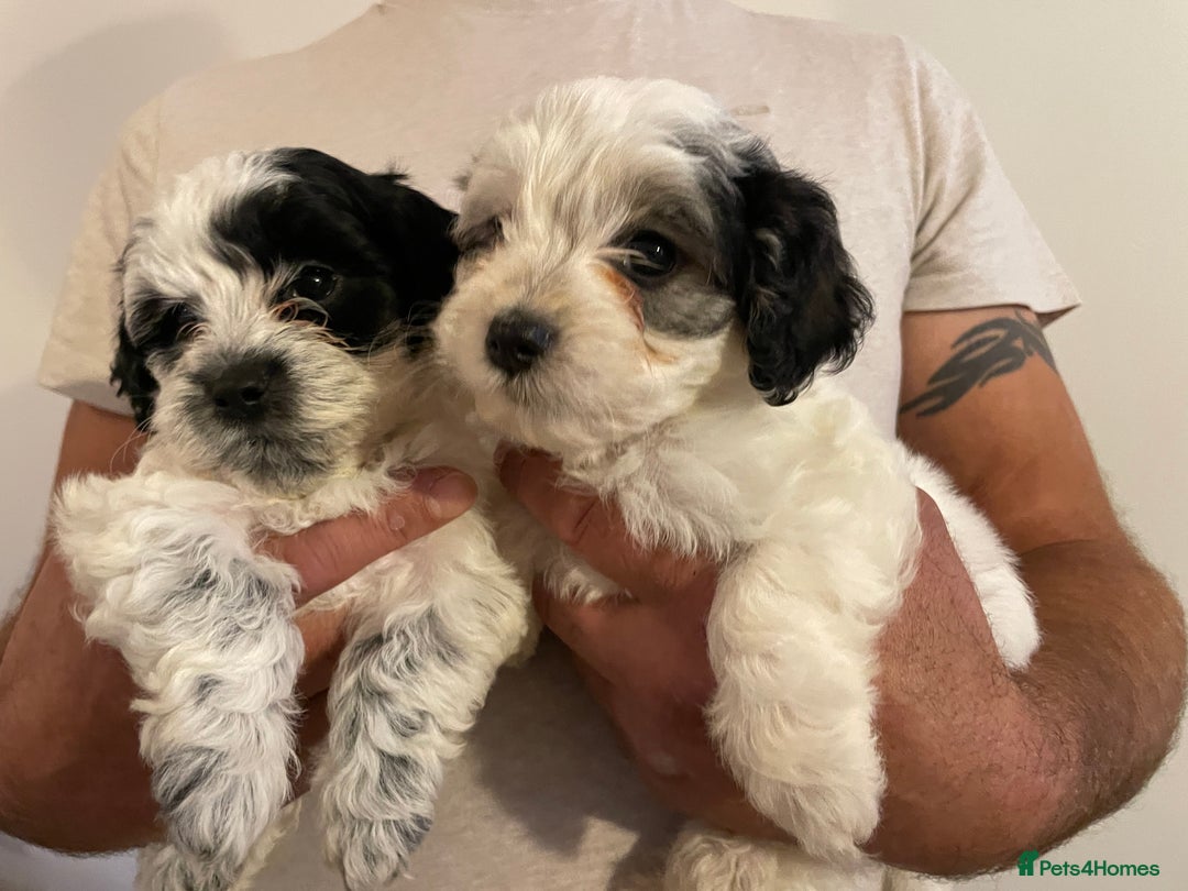 Mixed Breed dogs for sale: Cockapoo x Maltese (Maltipoo) - Image 11