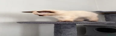 Ragdoll 3