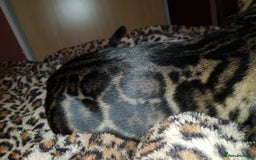Bengal cats for sale: GORGEOUS 9 week old PURE BENGAL KITTENS ❤️ - Image 28