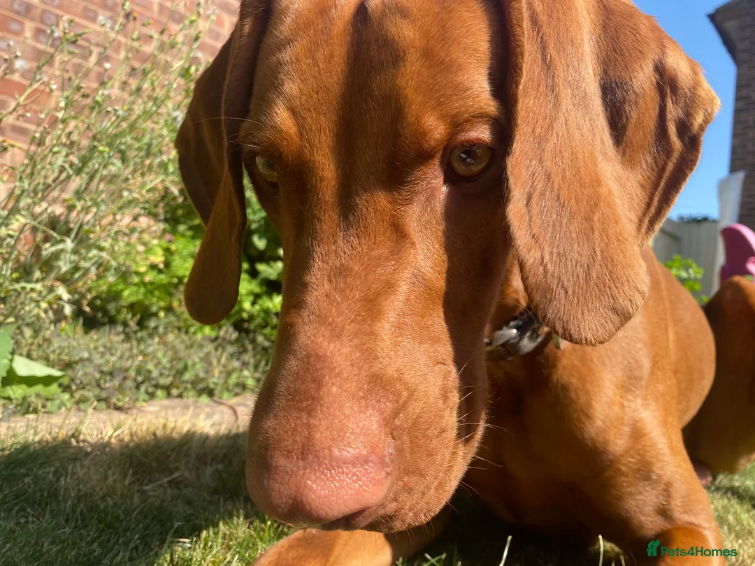 Hungarian Vizsla dogs for stud: Full KC Registered Hungarian Vizsla for stud - Advert 5