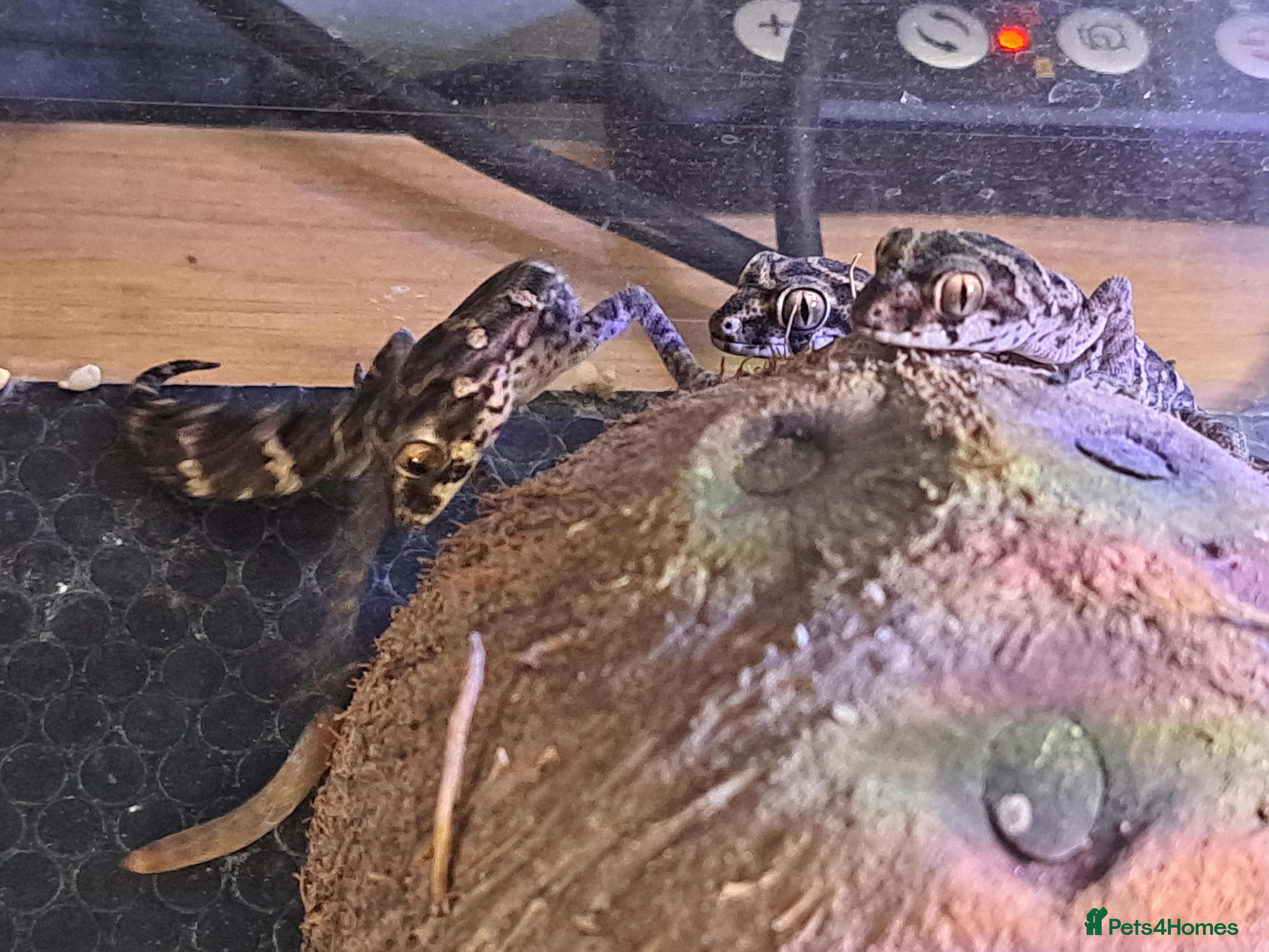 Gecko reptiles Viper geckos male x3 - Advert 8