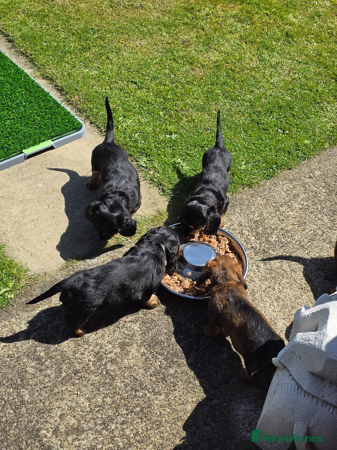 Miniature Dachshund dogs for sale: 💥REDUCED!💥 LAST 2 KC Mini Long haired Dachshund - Advert 2
