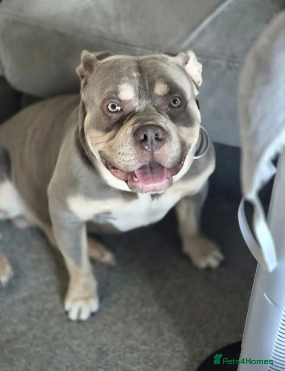 American Bully dogs for sale: Remy the pocket bully - Advert 7