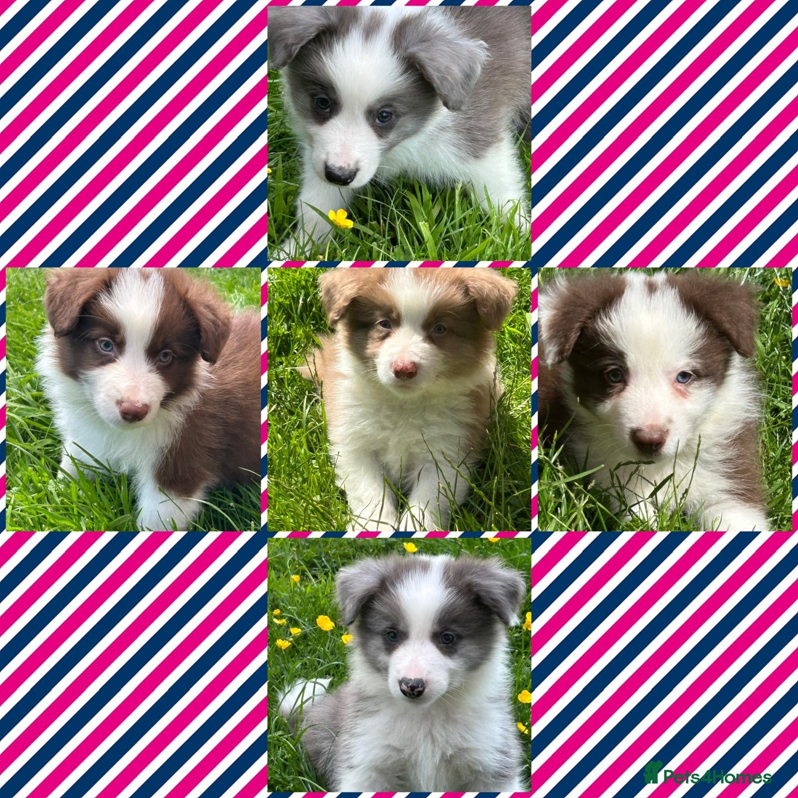 Border Collie dogs Gorgeous KC Registered Health Tested Border Collie - Advert 1