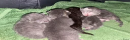 Mixed Breed cats for sale: Lovely little kittens in Boston - Advert 17