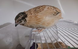 Quail poultry for sale: Manchurian/Italian Coturnix Quail Rooster - Image 2