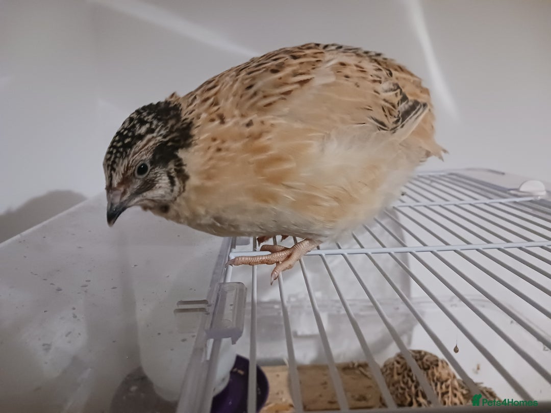 Quail poultry for sale: Manchurian/Italian Coturnix Quail Rooster - Image 2