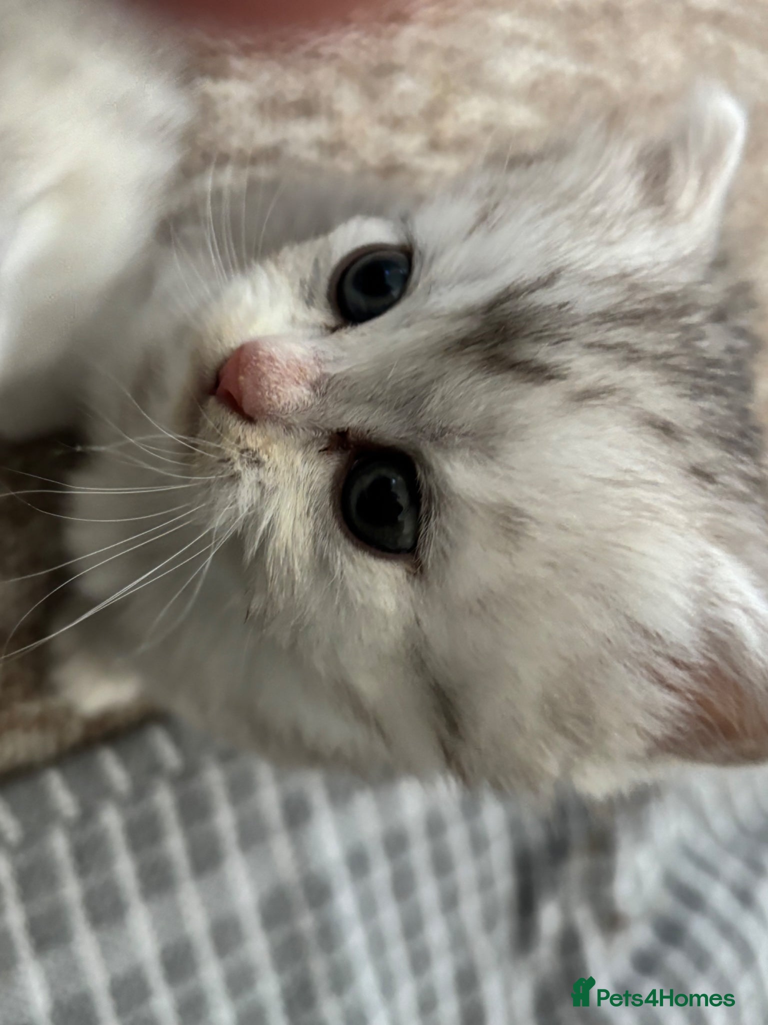 Persian cats Doll Face Persian Kittens - Advert 17