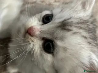 Persian cats Doll Face Persian Kittens - Advert 17