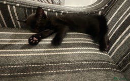 Mixed Breed cats for sale: Female black kitten  - Image 3