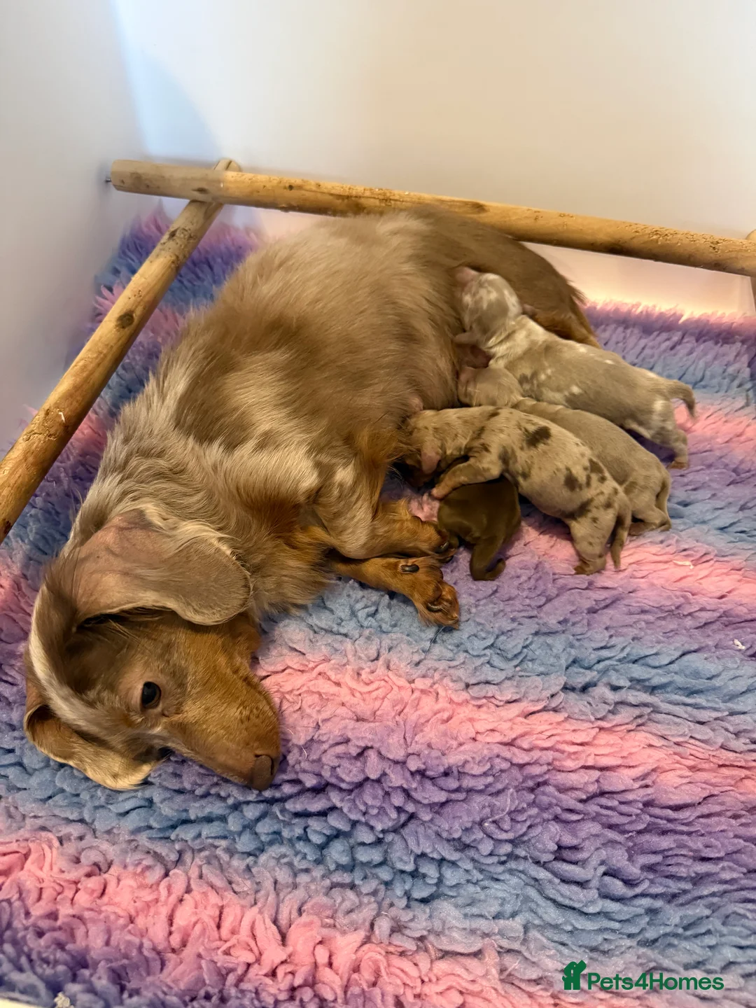 Miniature Dachshund dogs for sale: KC REGISTERED MINIATURE DACHSHUND PUPPIES - Advert 2