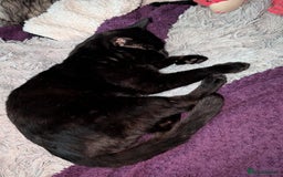 Bombay cats for sale: BLACK BOMBAY FEMALE - Image 6