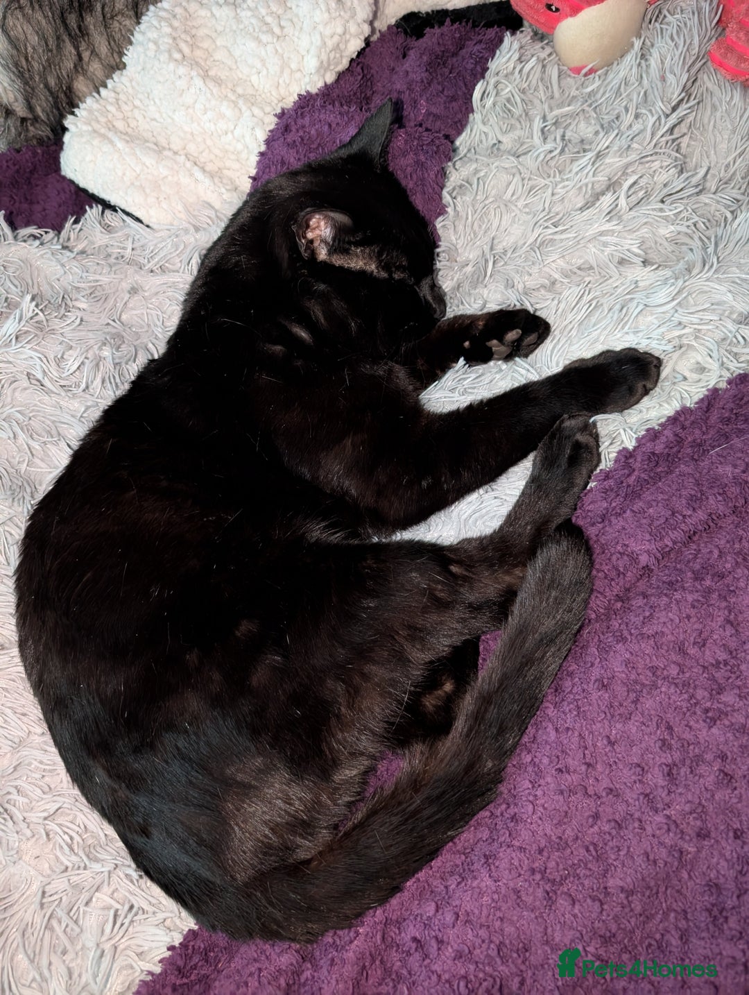 Bombay cats for sale: BLACK BOMBAY FEMALE - Image 6