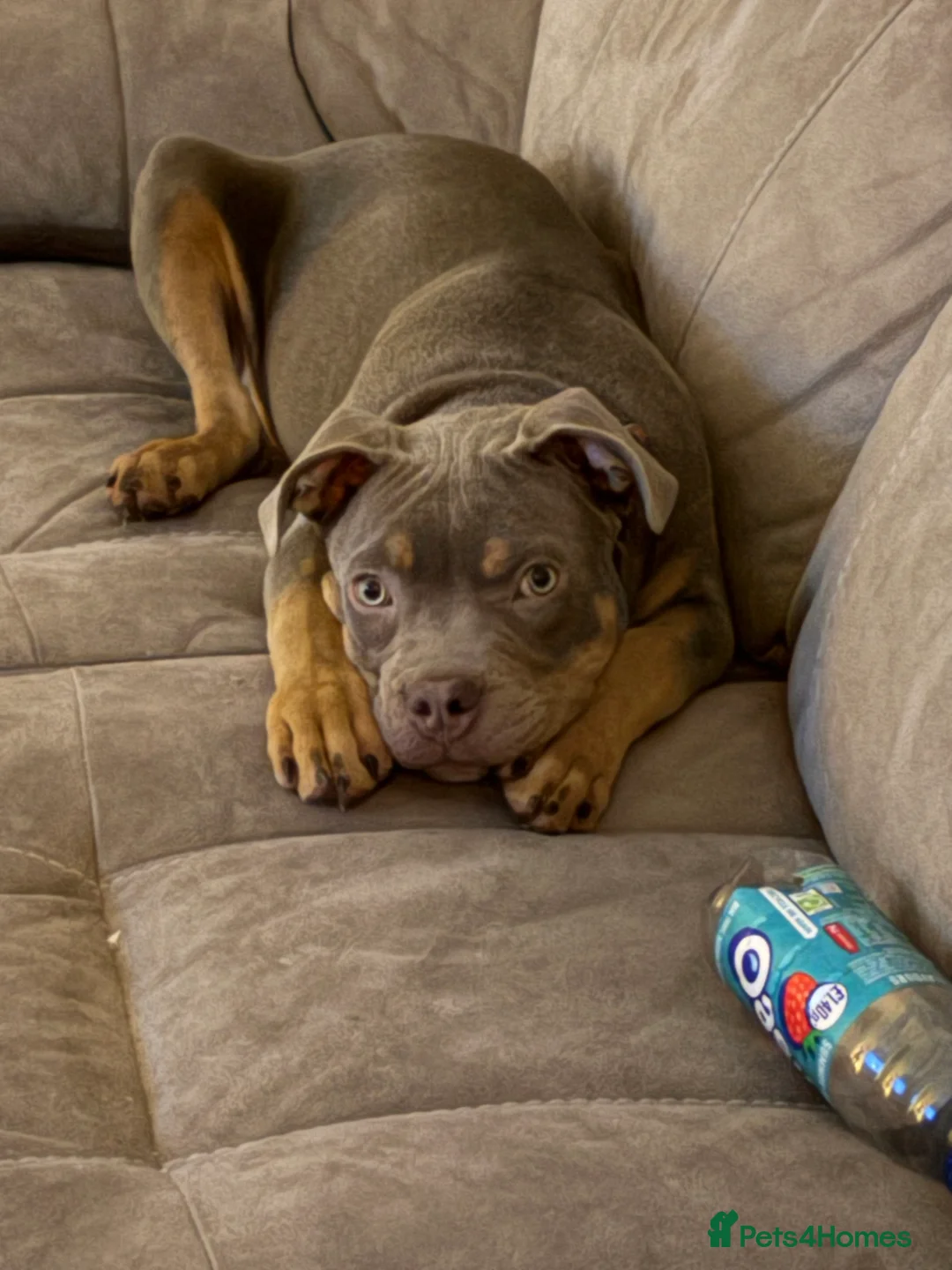 Mixed Breed dogs for sale: Pocket bully cross staff - Advert 2