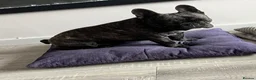 French Bulldog dogs for sale: 2 year old French bulldog called Walter - Advert 3