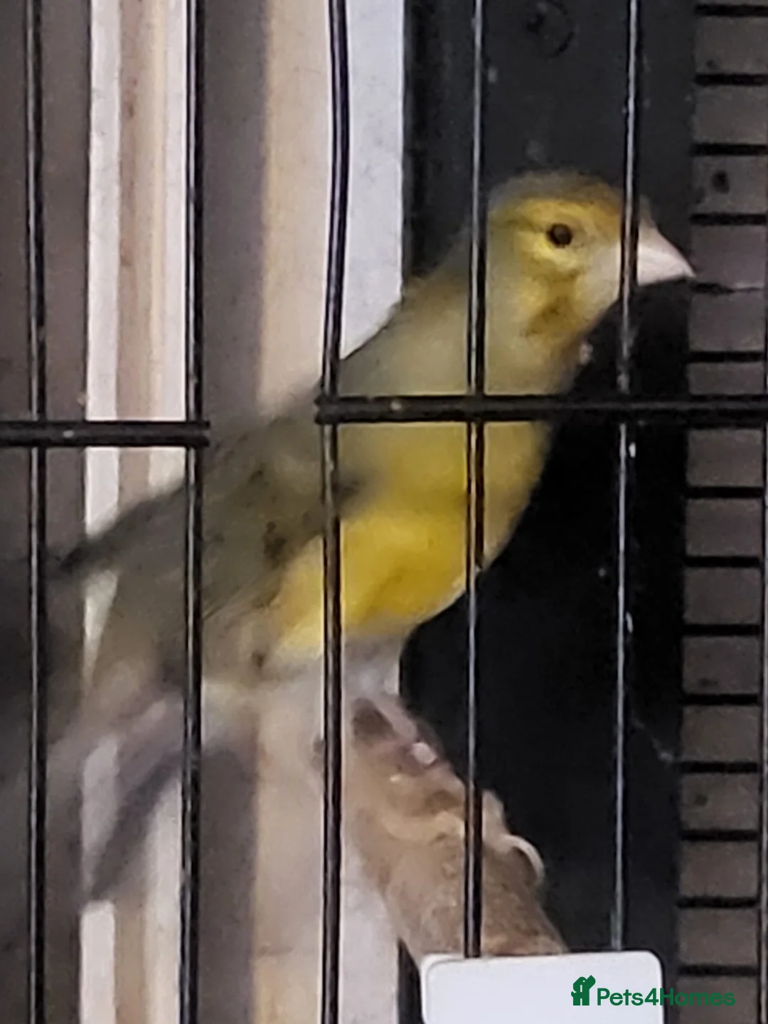 Canaries birds for sale: Canaries in Portsmouth - Advert 2