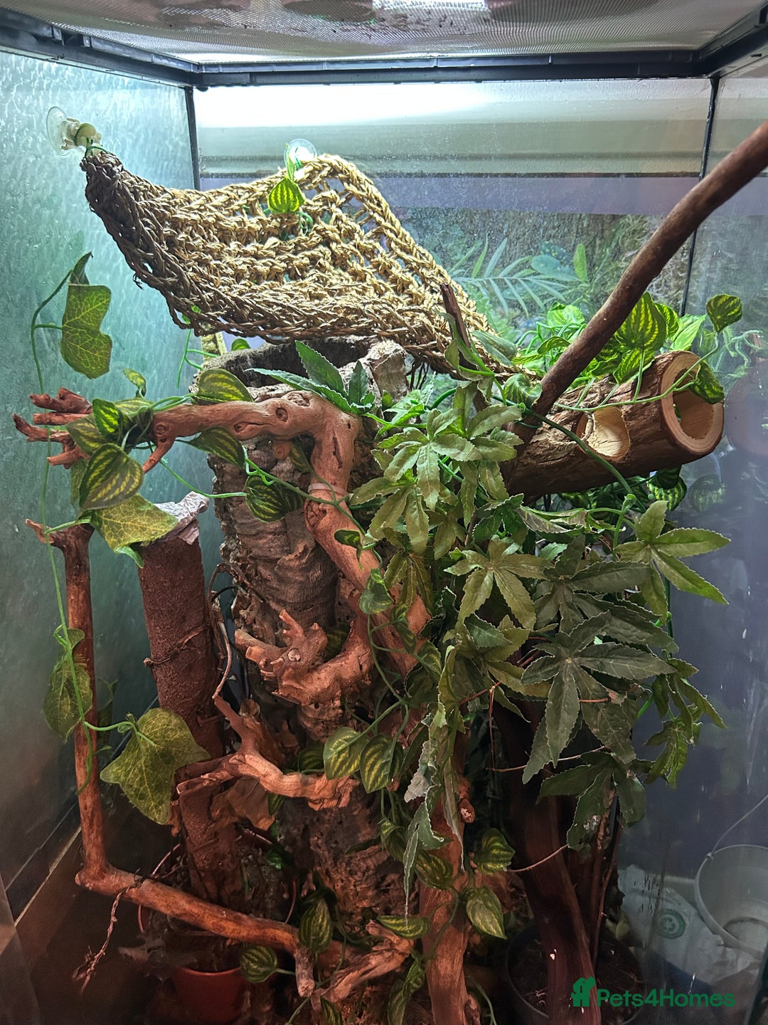 Gecko reptiles for sale: Crested gecko with massive paludarium - Image 2