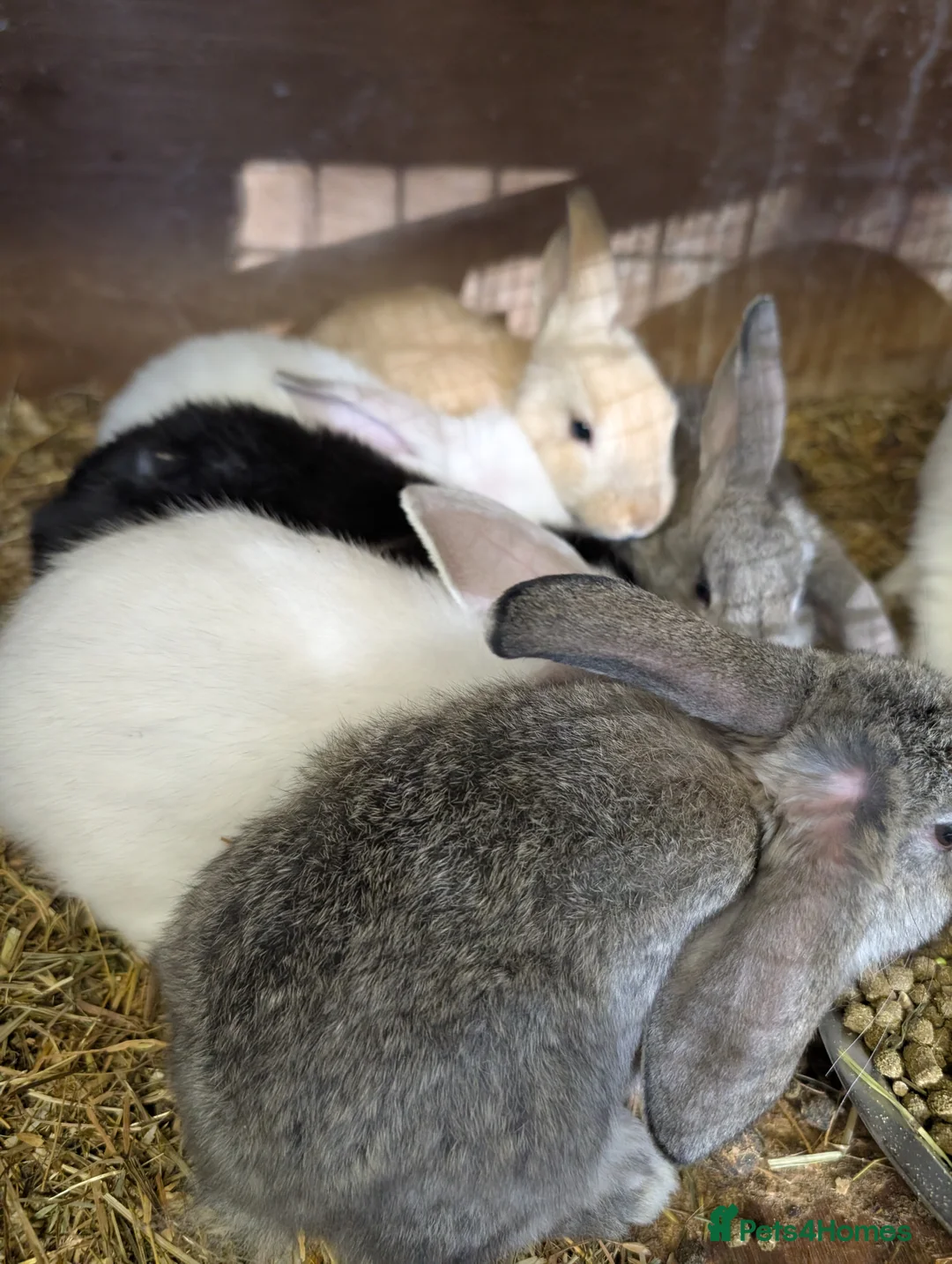 Ragdoll cats for sale: 2 year old ragdoll female  - Advert 3