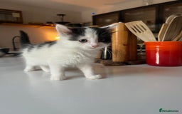 Mixed Breed cats for sale: Five stunning kittens ready to go! - Image 5