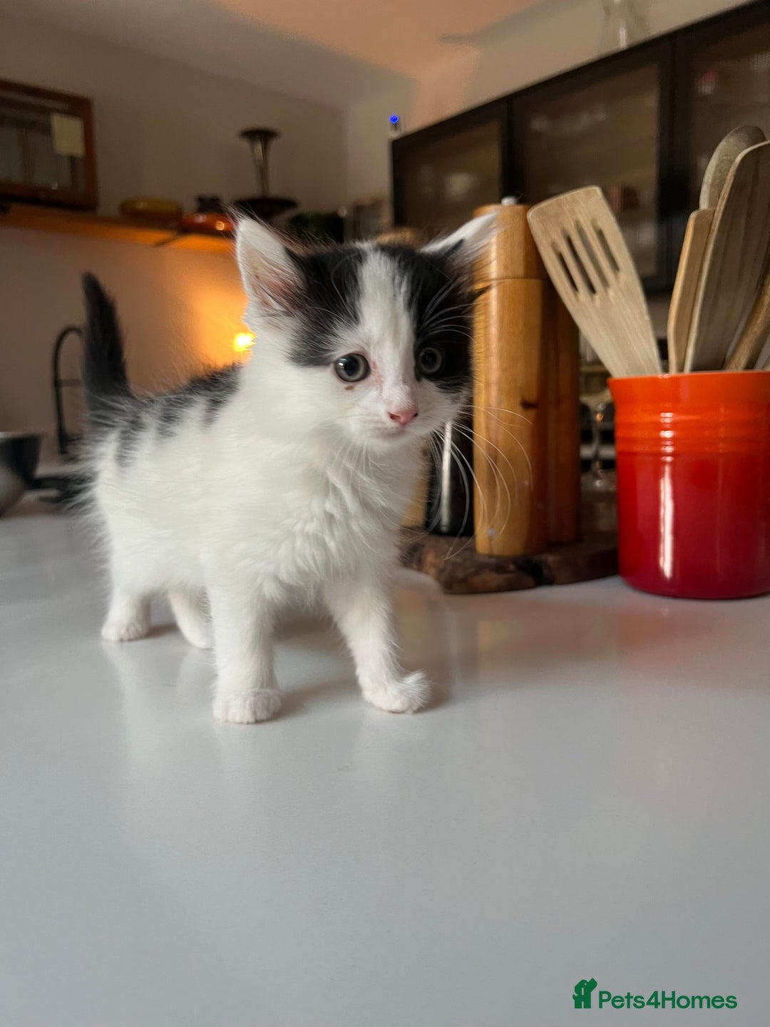 Mixed Breed cats for sale: Five stunning kittens ready to go! - Image 5