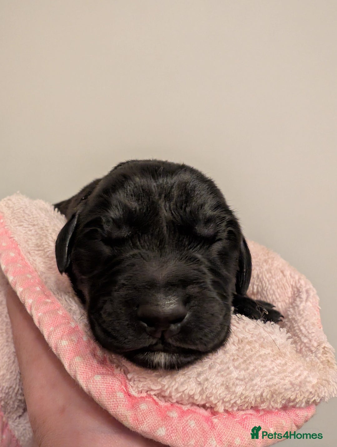 Labrador Retriever dogs for sale: Gorgeous KC registered Black Labrador Puppy - Advert 7