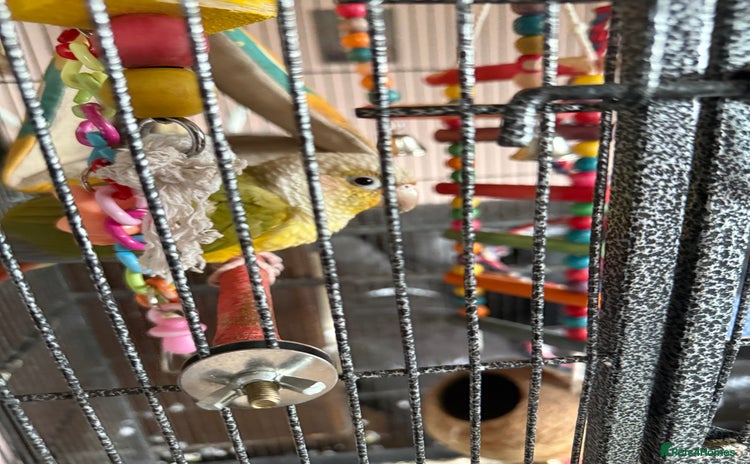 Parakeets birds - Advert 1