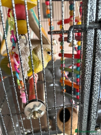 Parakeets birds - Advert 4