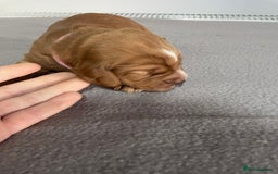 Cocker Spaniel dogs for sale: Cocker Spaniel Puppies - Advert 8