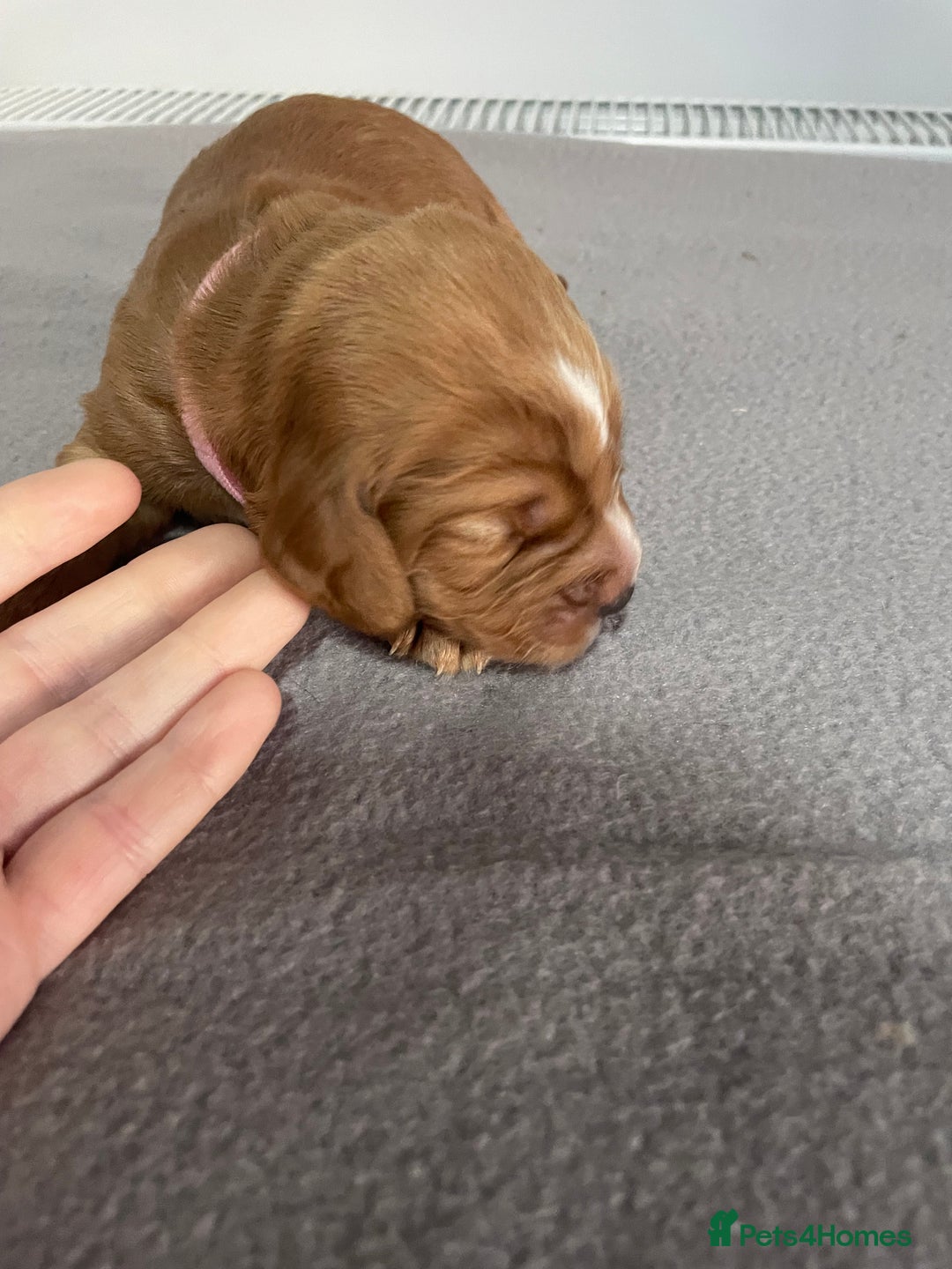 Cocker Spaniel dogs for sale: Cocker Spaniel Puppies - Advert 8