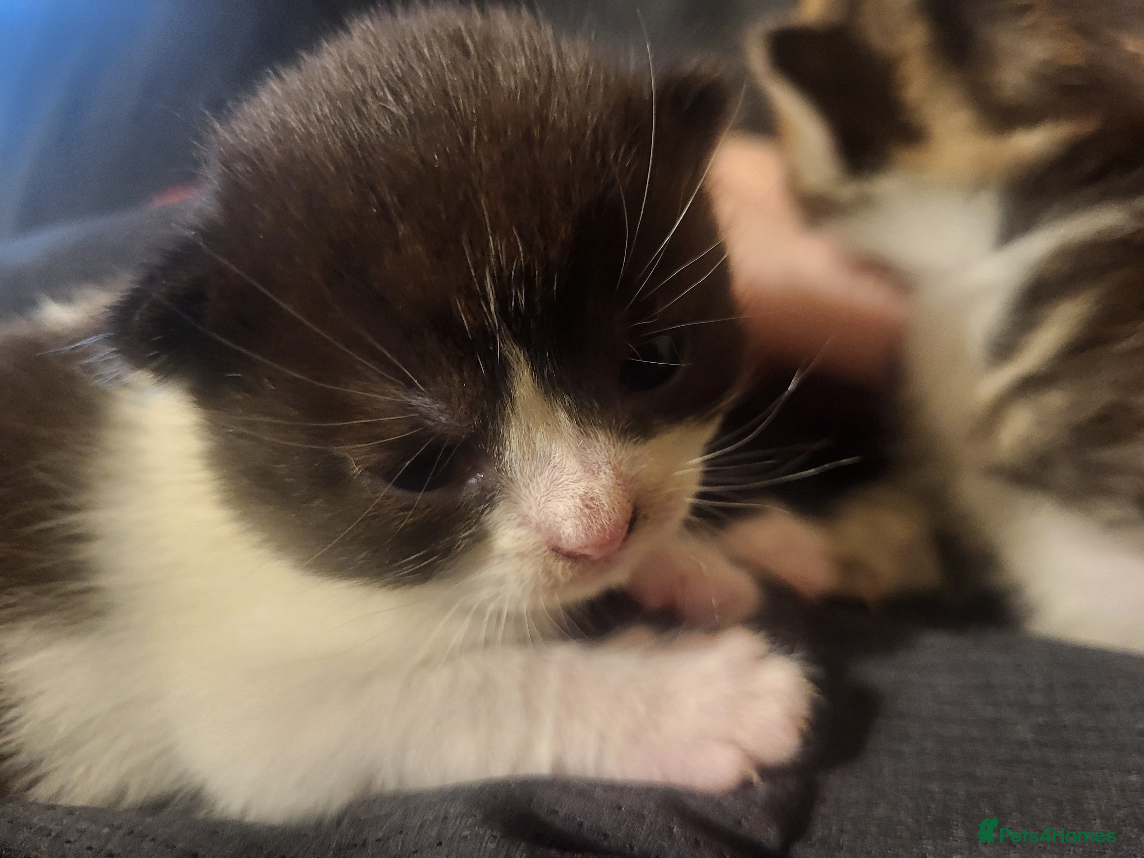 Domestic Shorthair cats Adorable newborn kittens - Advert 16