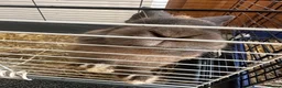Continental Giant rabbits for sale: Male and female continental giants - Advert 3