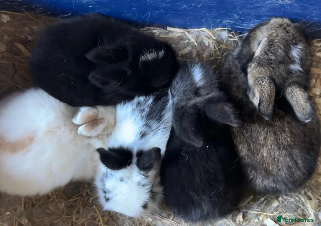 Lionhead rabbits for sale: Adorable 7-Week-Old Baby Bunnies for Sale in Swindon - Advert 2